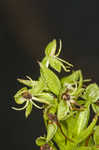 Waterspider bog orchid